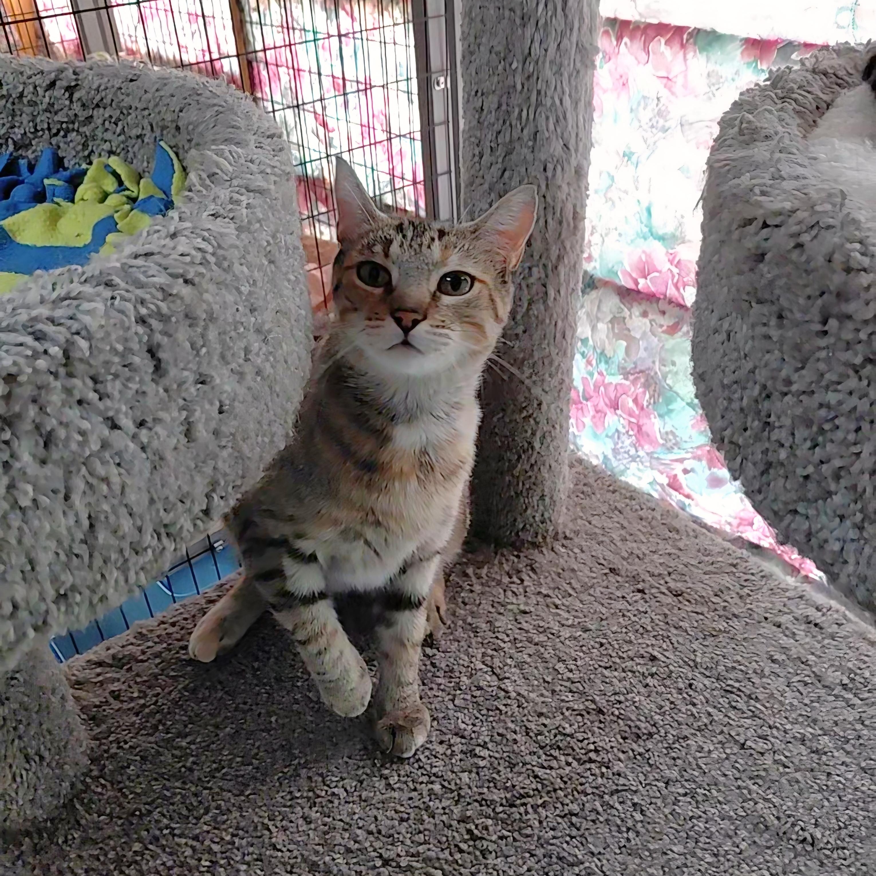 Enlarge Maia, a ADOPTABLE Domestic Short Hair in Littleton, NH image 3/5