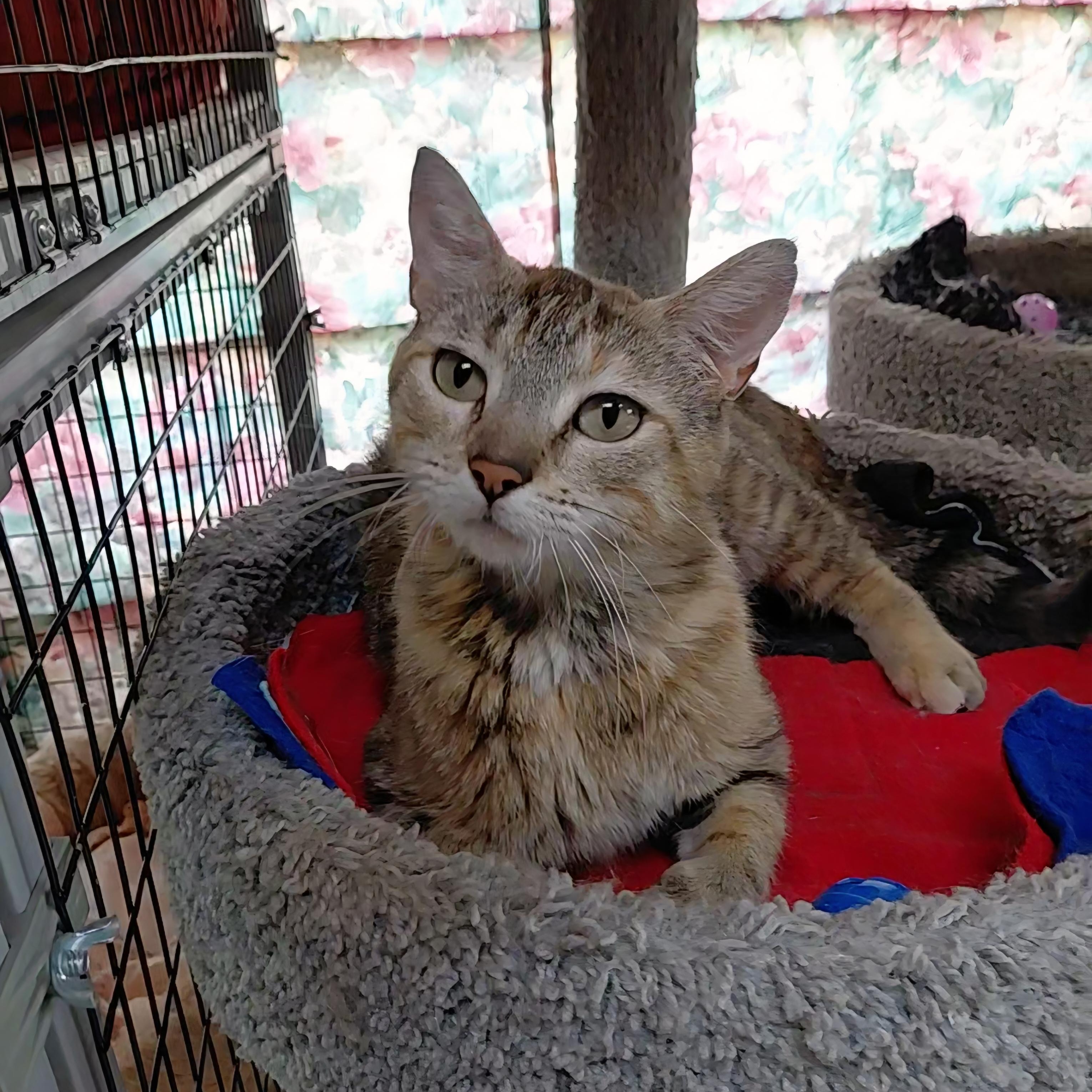 Maia, ADOPTABLE, Adult Female Domestic Short Hair.