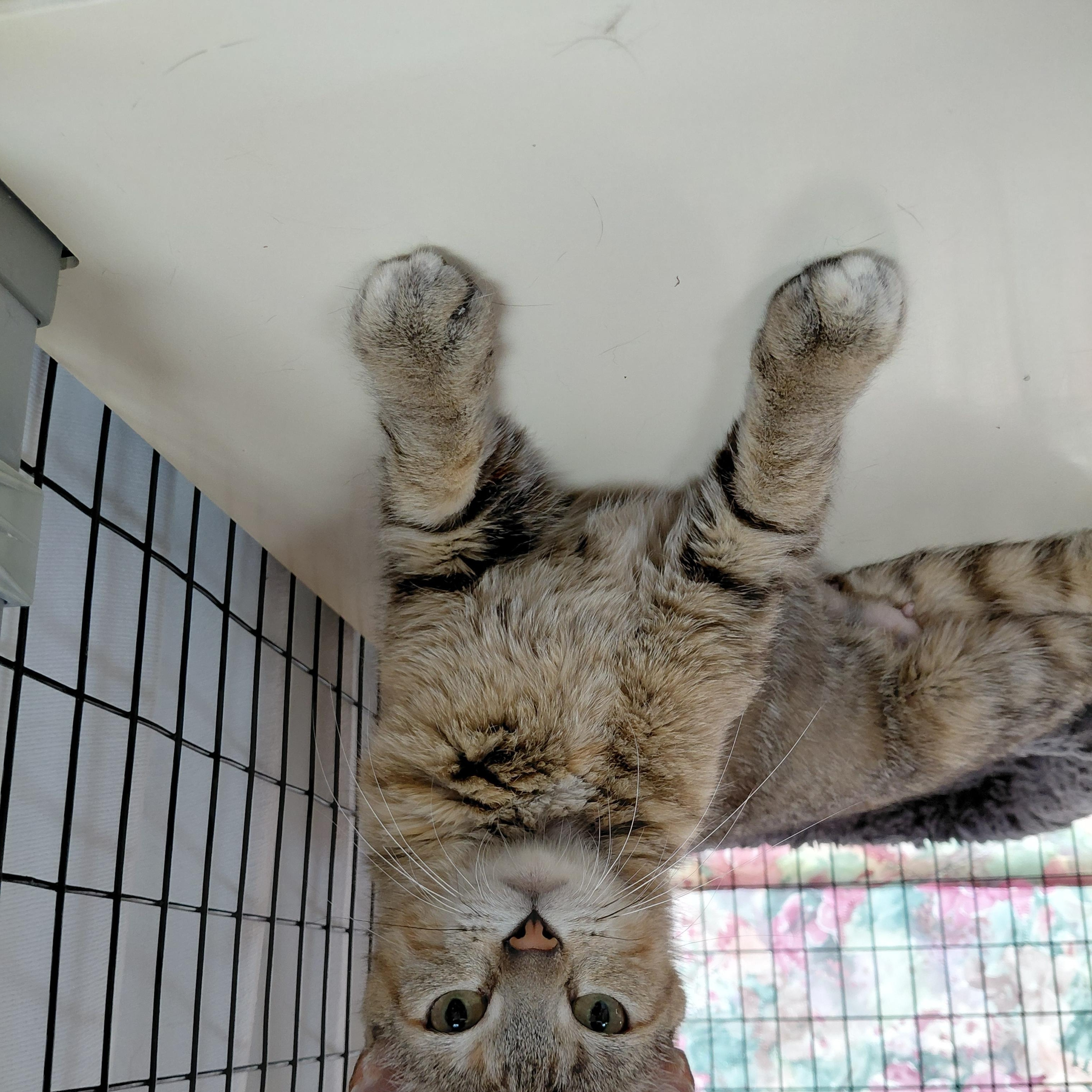 Enlarge Maia, a ADOPTABLE Domestic Short Hair in Littleton, NH image 5/5