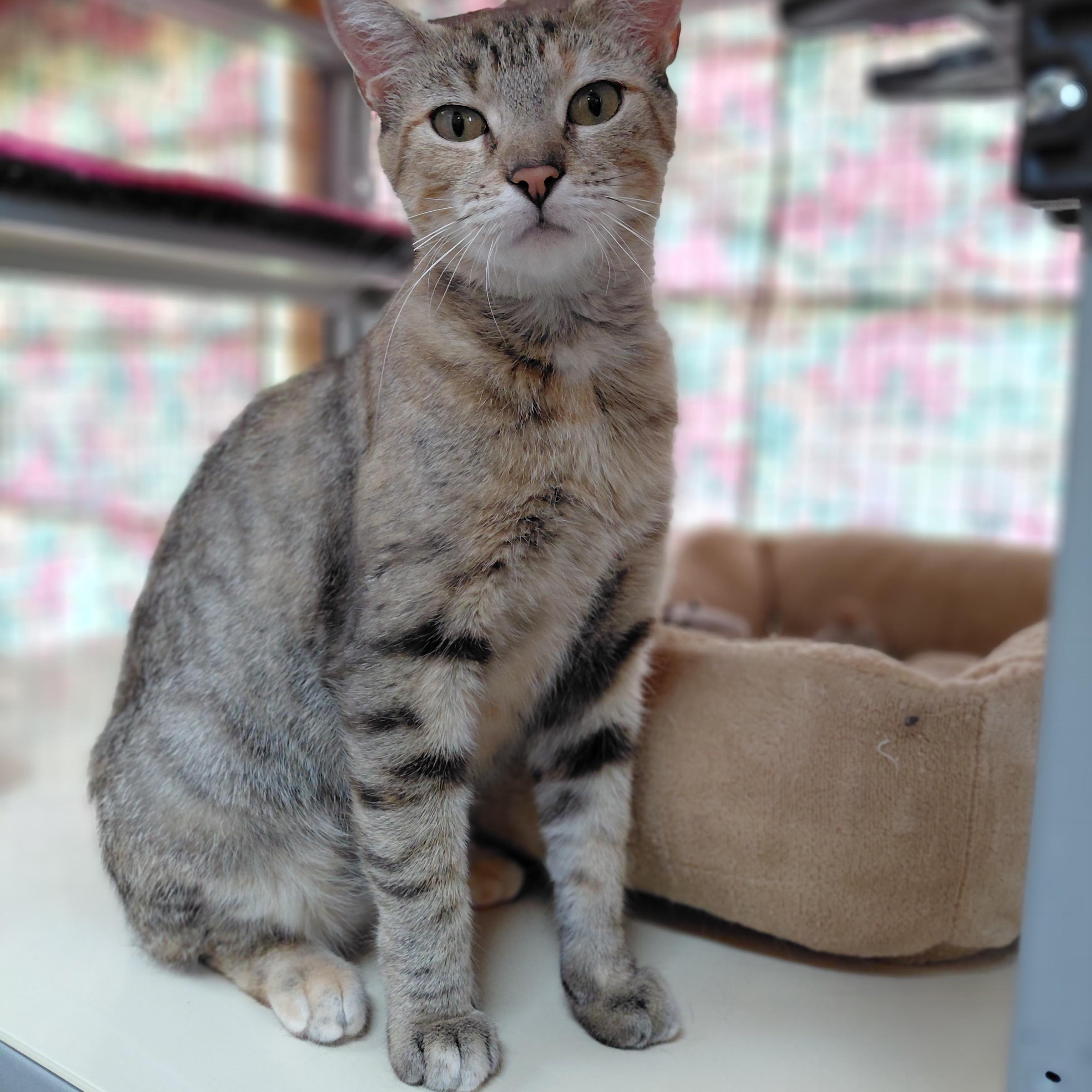 Enlarge Maia, a ADOPTABLE Domestic Short Hair in Littleton, NH image 2/5