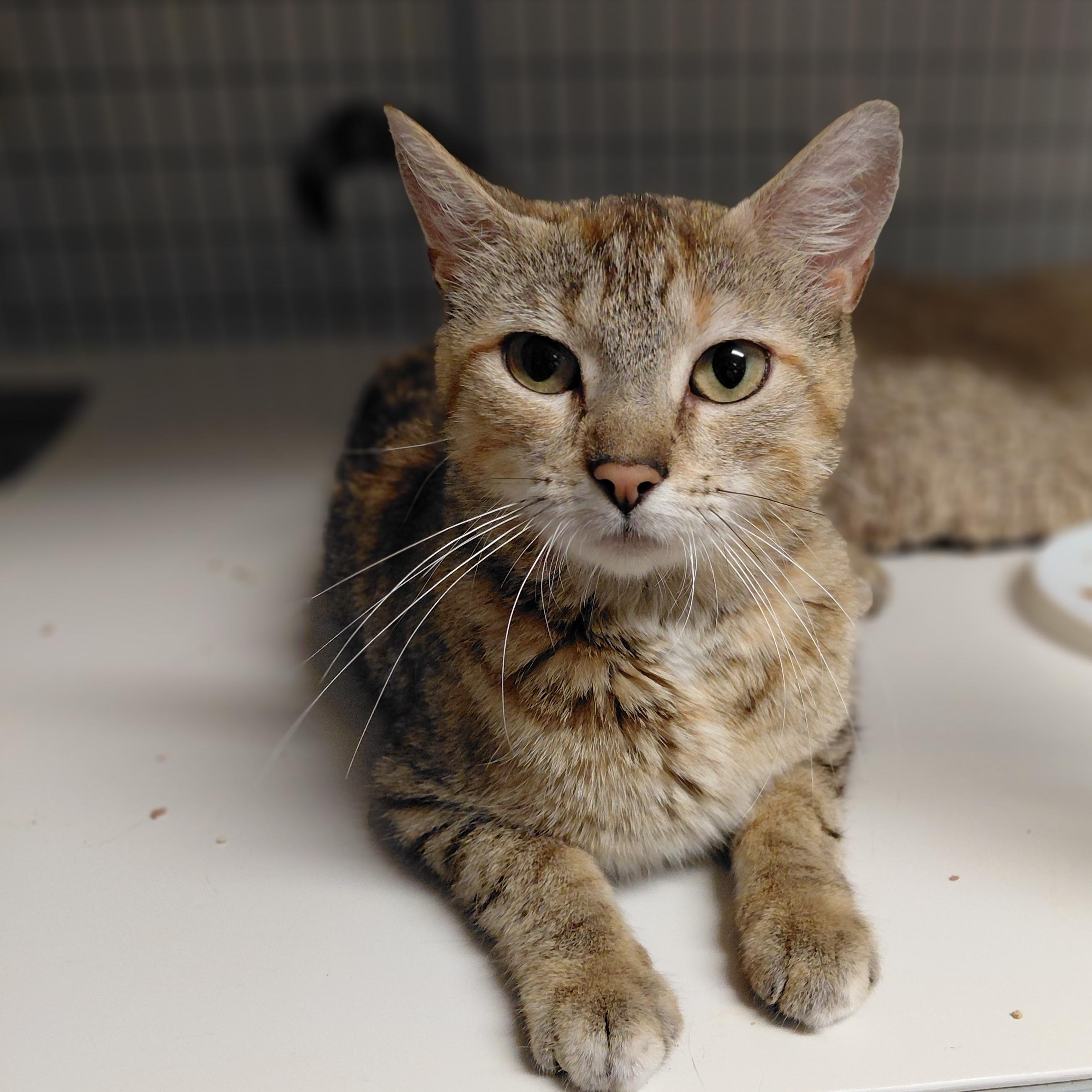 Enlarge Maia, a ADOPTABLE Domestic Short Hair in Littleton, NH image 4/5