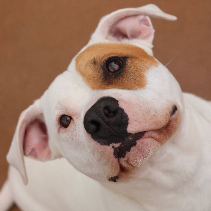 Bolt, an adopted Pit Bull Terrier Mix in Guthrie, OK_image-1
