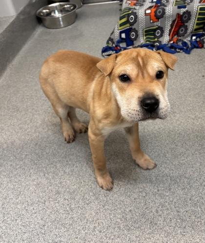 Macchiato, Adoptable, Puppy Male Shar-Pei & Mixed Breed.