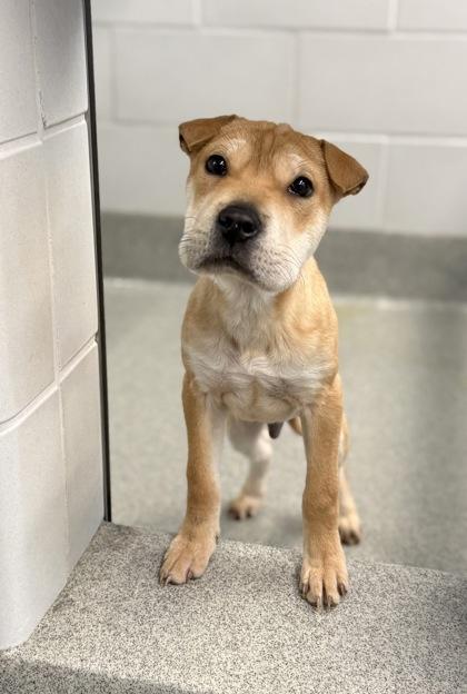 Enlarge Macchiato, a Adoptable mixed breed in Grapevine, TX image 2/3