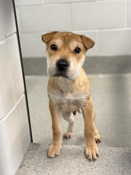 Enlarge Macchiato, a Adoptable mixed breed in Grapevine, TX image 3/3