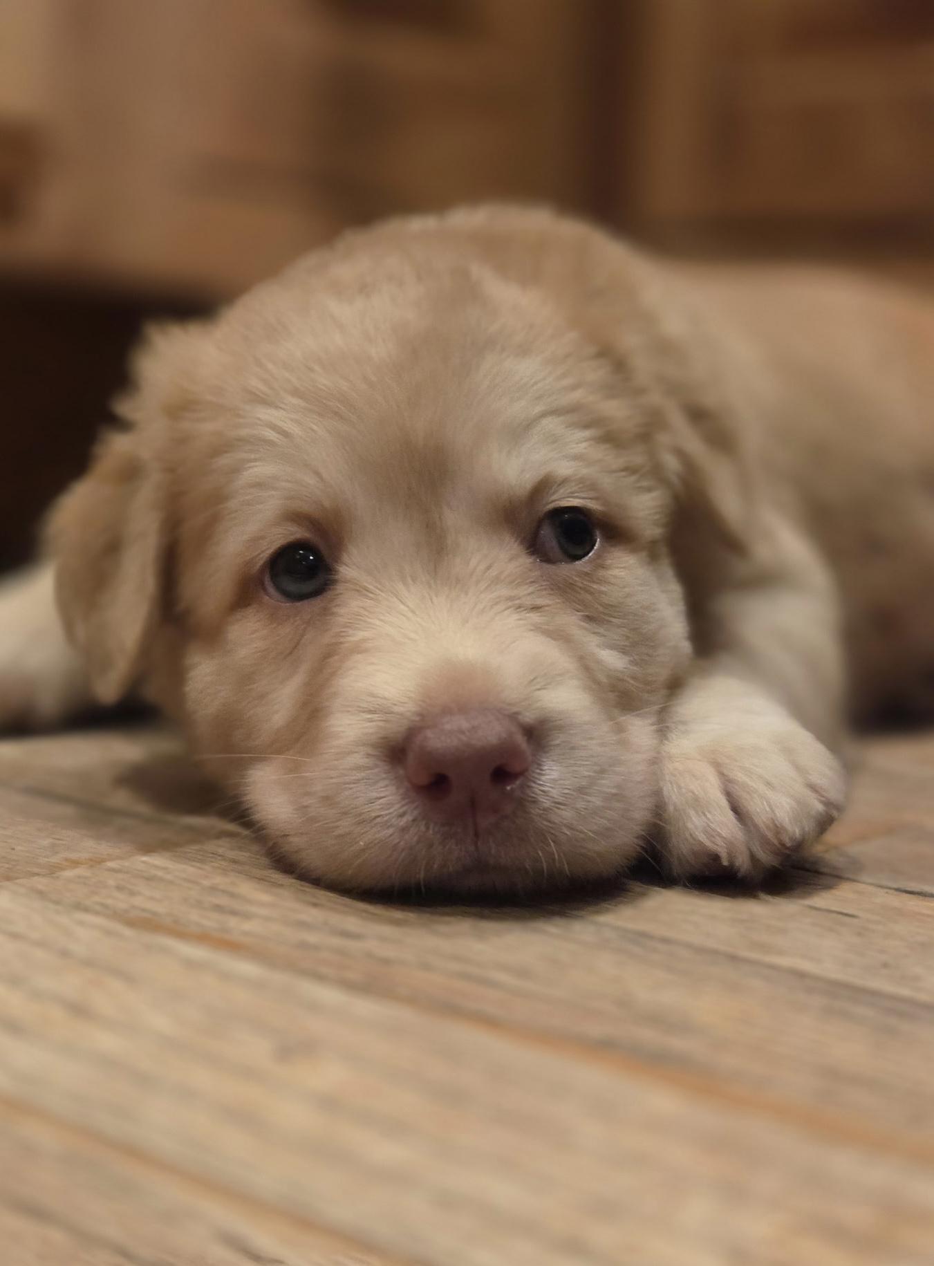 Kit, adopted, Puppy Female Labrador Retriever & American Bully.