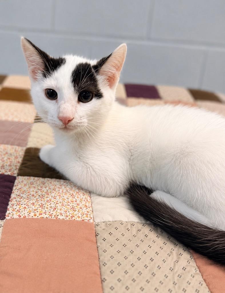 Enlarge Slytherin, a Adoptable mixed breed in Huntington, IN image 1/1