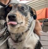 Cowboy, Adoptable, Adult Male Cattle Dog & Mixed Breed.