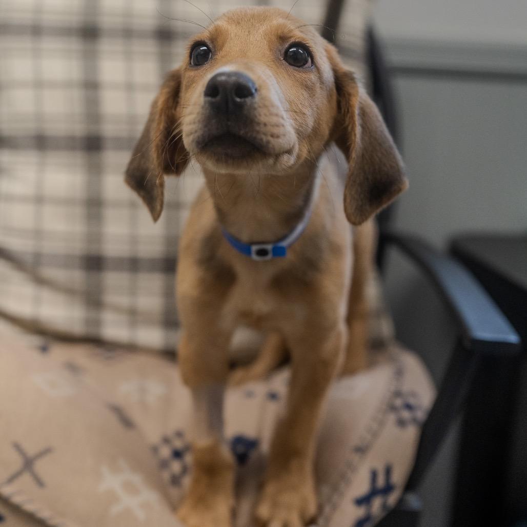 Adam, Adoptable, Puppy Male Hound & Labrador Retriever.