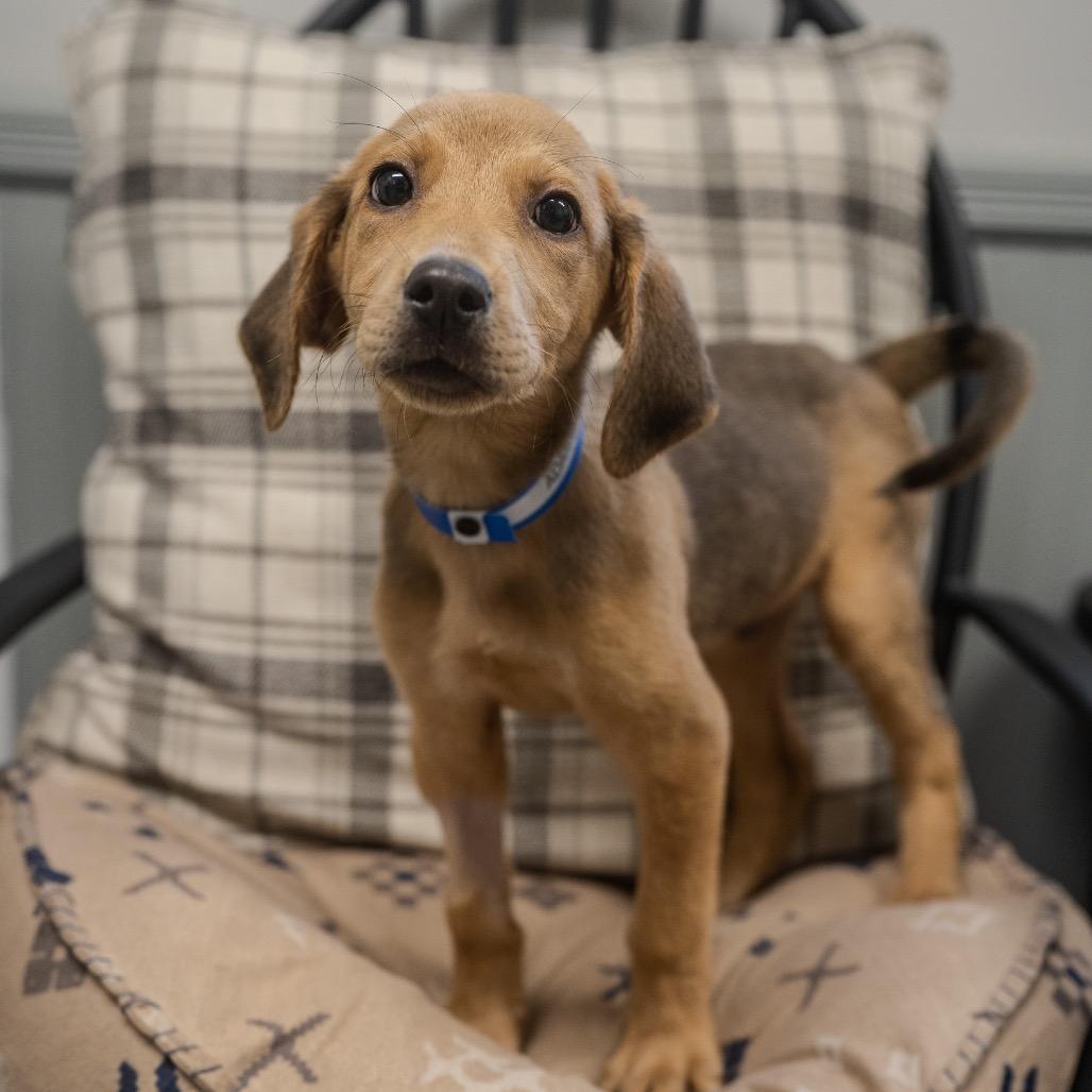 Adam, a Adoptable mixed breed in Pawling, NY image 2/6