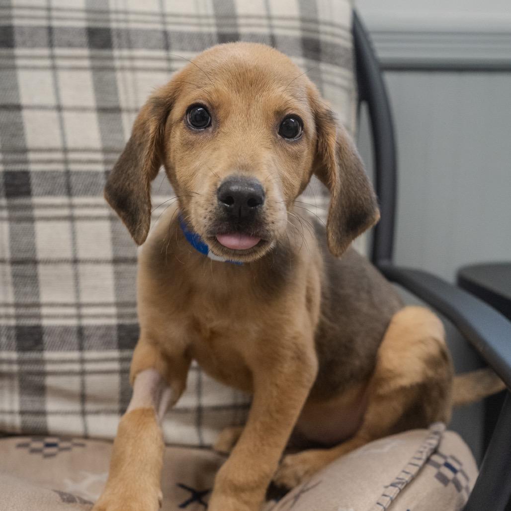 Adam, a Adoptable mixed breed in Pawling, NY image 3/6