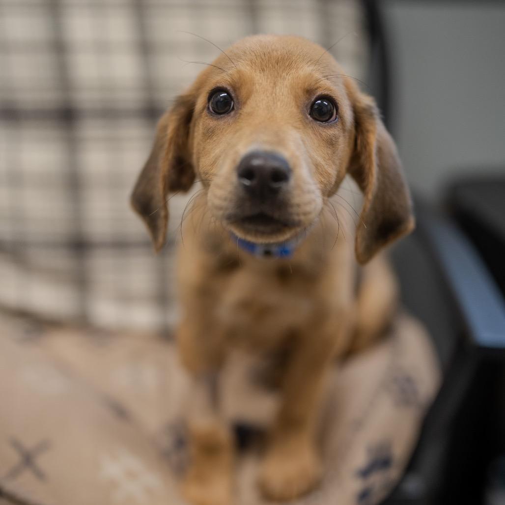 Adam, a Adoptable mixed breed in Pawling, NY image 4/6