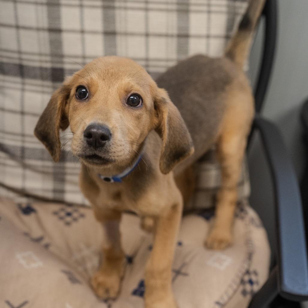 Adam, a Adoptable mixed breed in Pawling, NY image 5/6