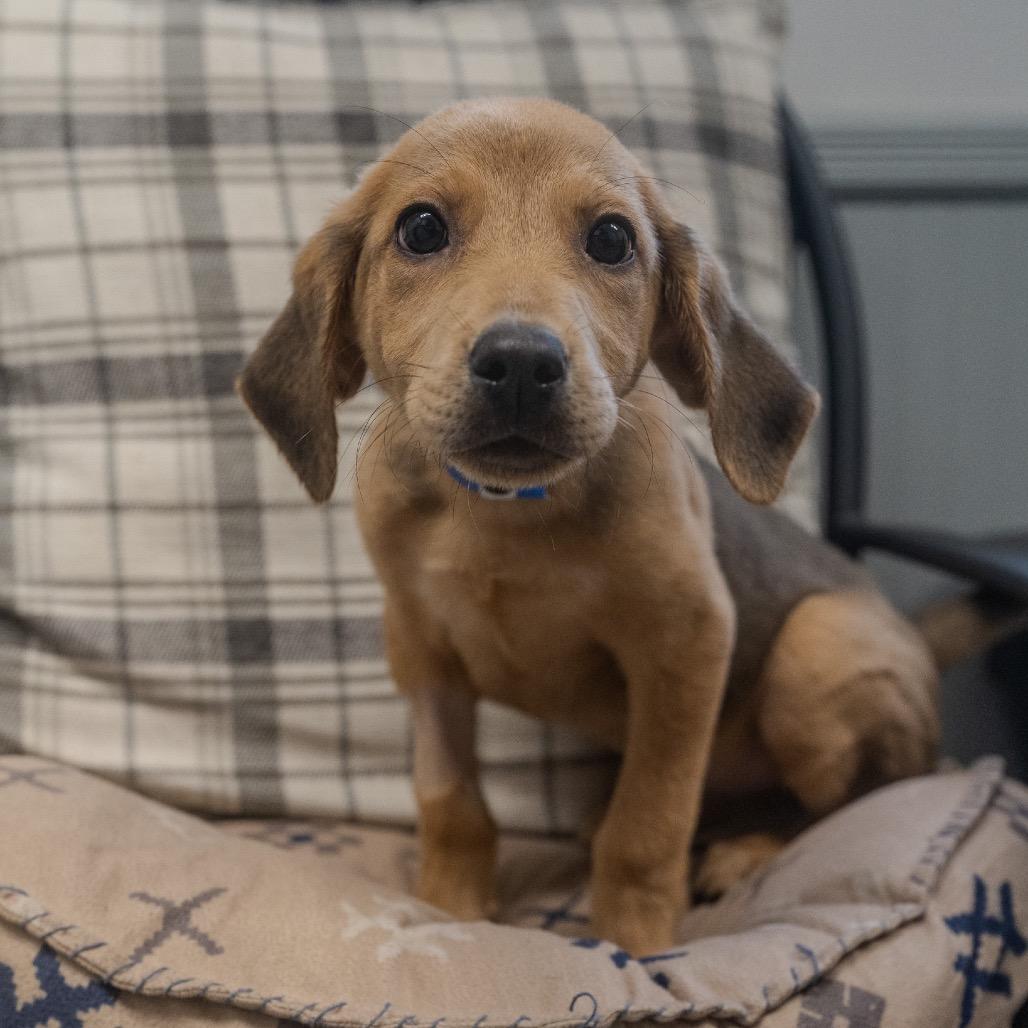 Adam, a Adoptable mixed breed in Pawling, NY image 6/6