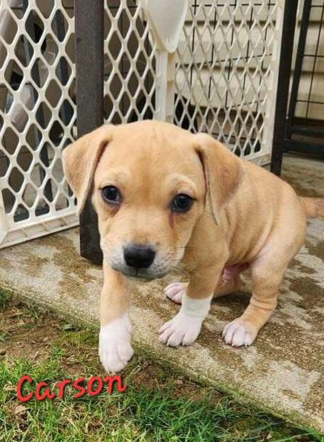 Enlarge ELLAS RESCUE PUPPIES, a ADOPTABLE Mixed Breed in Louisville, OH image 4/6