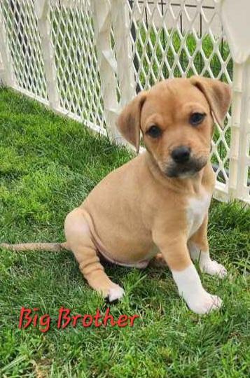 Enlarge ELLAS RESCUE PUPPIES, a ADOPTABLE Mixed Breed in Louisville, OH image 3/6