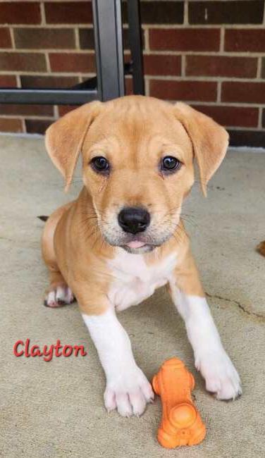 Enlarge ELLAS RESCUE PUPPIES, a ADOPTABLE Mixed Breed in Louisville, OH image 2/6
