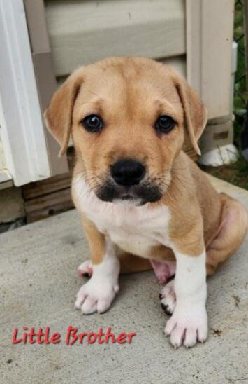 Enlarge ELLAS RESCUE PUPPIES, a ADOPTABLE Mixed Breed in Louisville, OH image 5/6