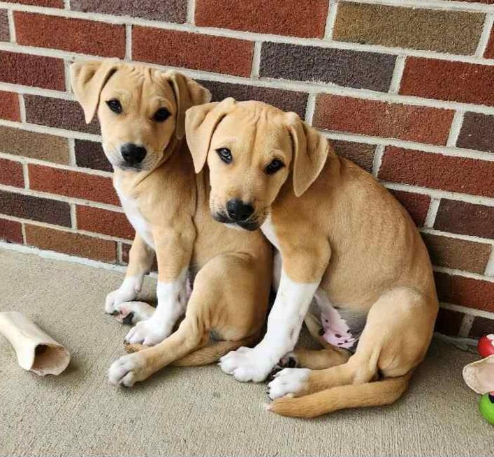 ELLAS RESCUE PUPPIES, Adoptable, Puppy Male Mixed Breed.