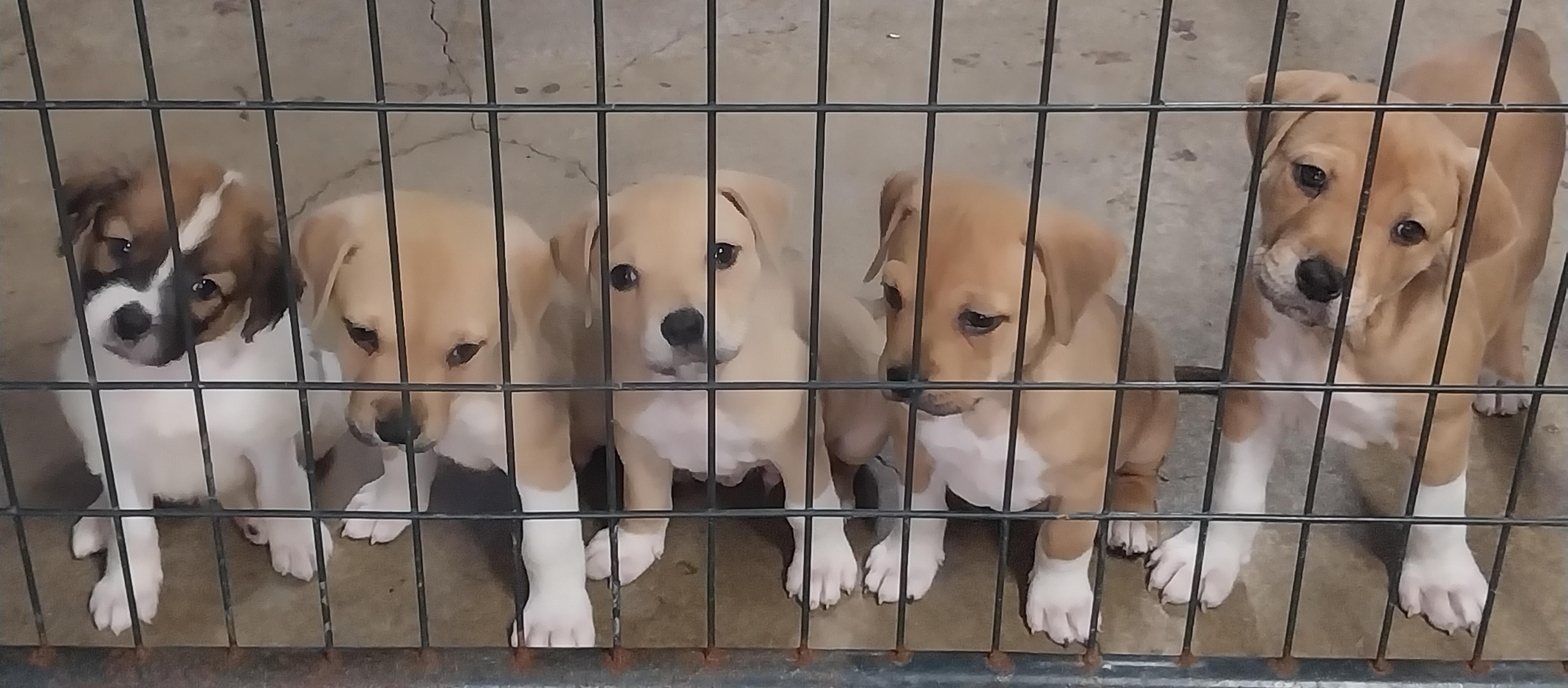 ELLAS RESCUE PUPPIES, ADOPTABLE, Puppy Male Mixed Breed.