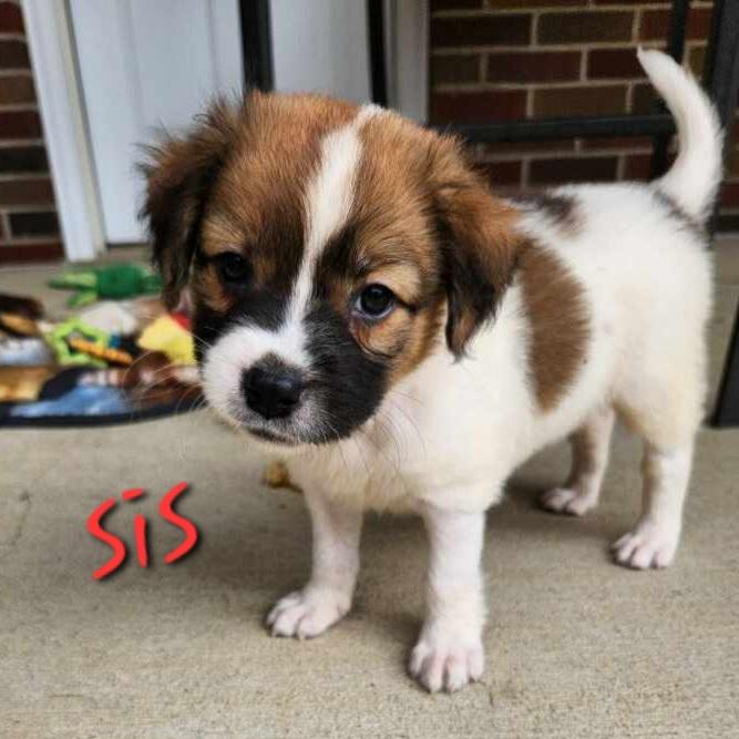 Enlarge ELLAS RESCUE PUPPIES, a ADOPTABLE Mixed Breed in Louisville, OH image 6/6
