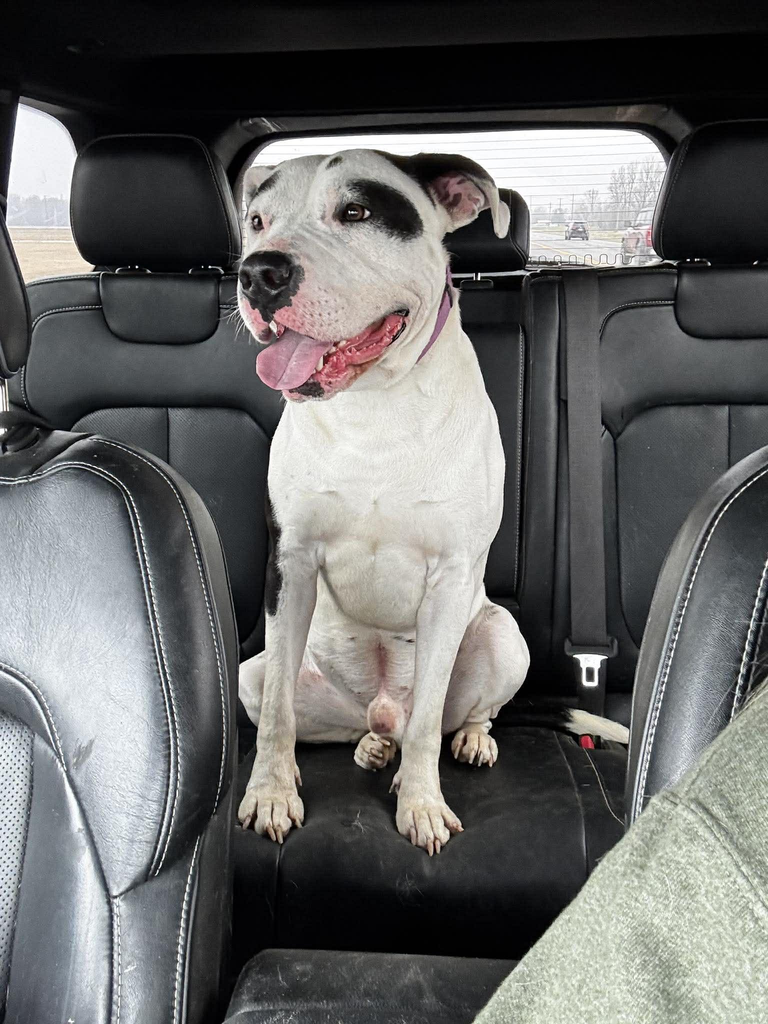 Enlarge Ron *HERE IN NH*, a ADOPTABLE Mixed Breed in Northwood, NH image 2/3