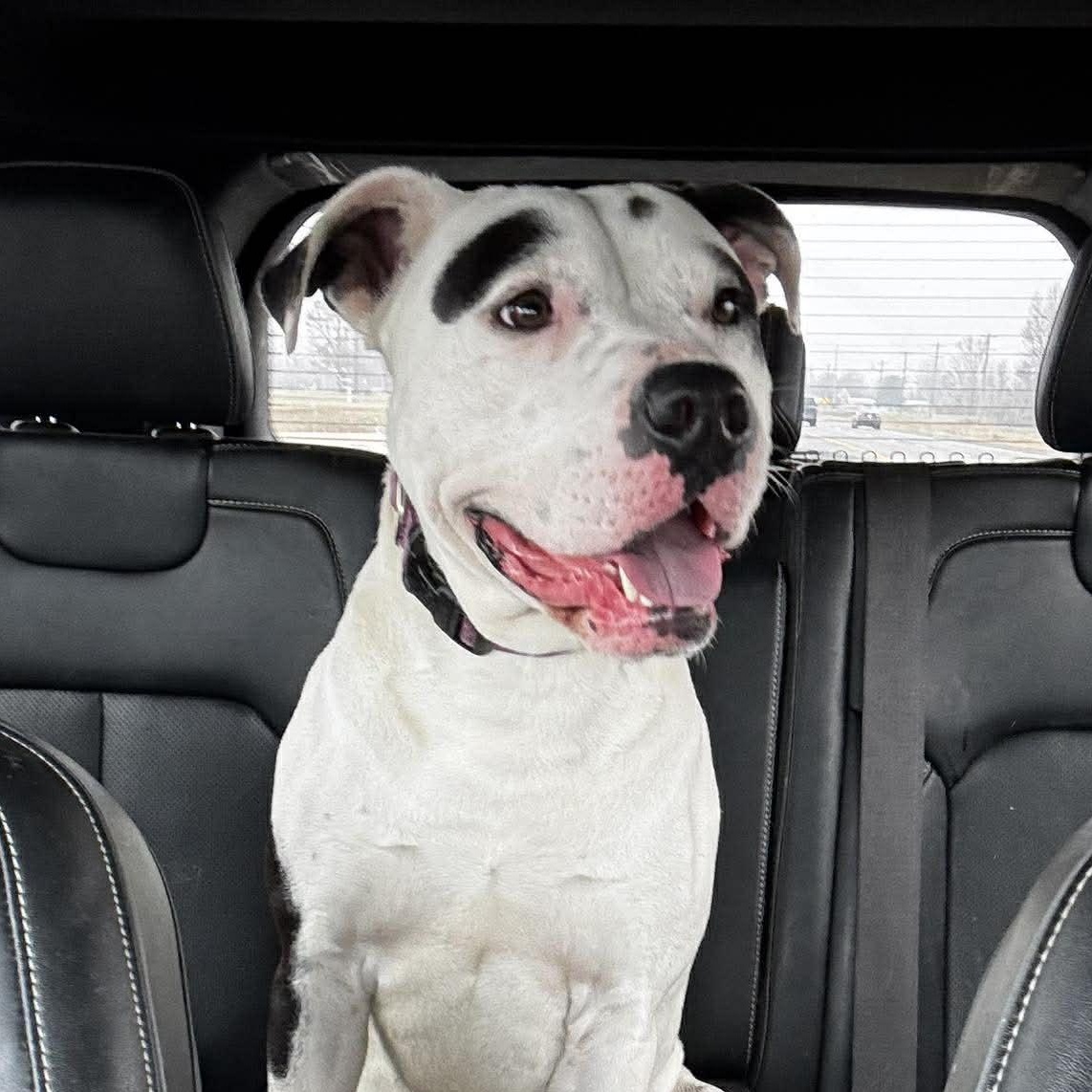Ron *HERE IN NH*, ADOPTABLE, Young Male Mixed Breed.