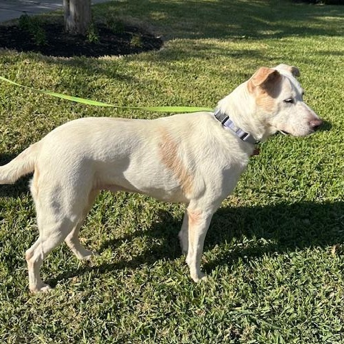 Enlarge Mabeline – Gentle, Sweet & Loving!  Great w/dogs, people & Kids!, a Adopted mixed breed in Newport, NH image 2/6