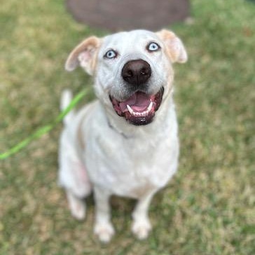 Enlarge Mabeline – Gentle, Sweet & Loving!  Great w/dogs, people & Kids!, a Adopted mixed breed in Newport, NH image 5/6