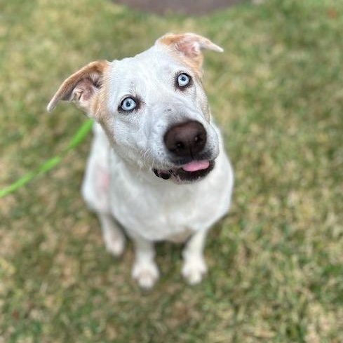 Enlarge Mabeline – Gentle, Sweet & Loving!  Great w/dogs, people & Kids!, a Adopted mixed breed in Newport, NH image 1/6