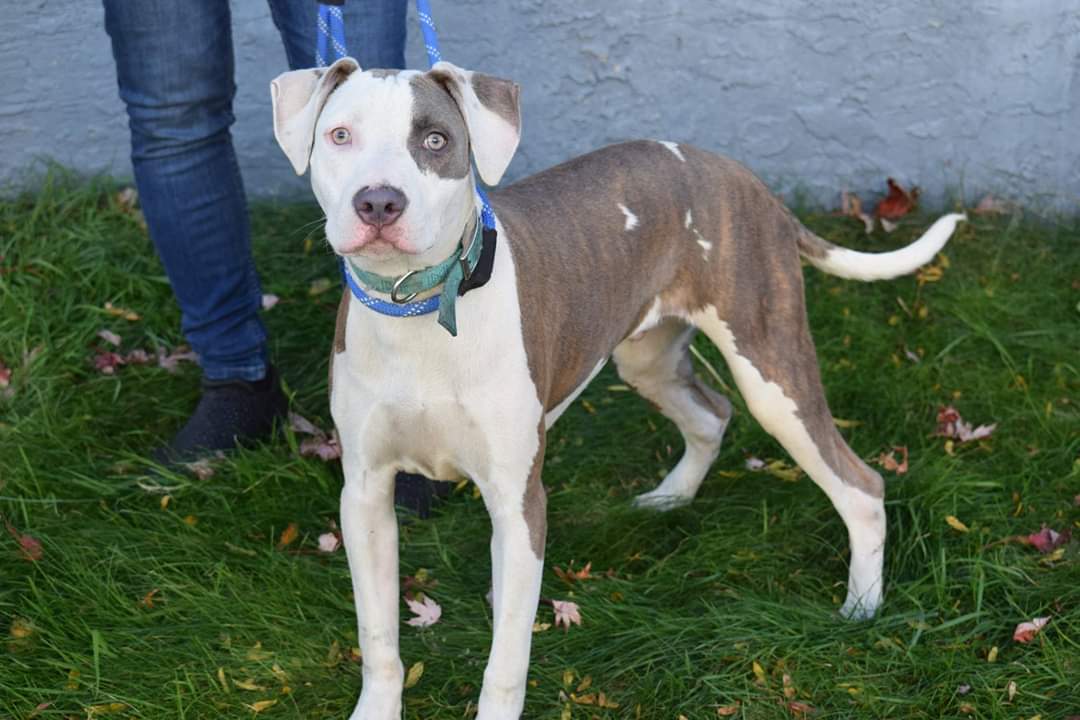 Enlarge Bruno, a Adoptable Pit Bull Terrier in Far Rockaway, NY image 1/6