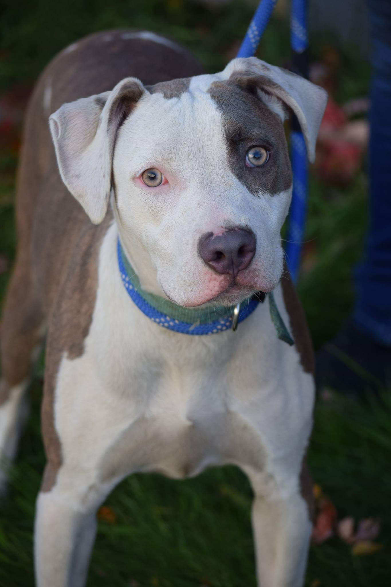Enlarge Bruno, a Adoptable Pit Bull Terrier in Far Rockaway, NY image 2/6