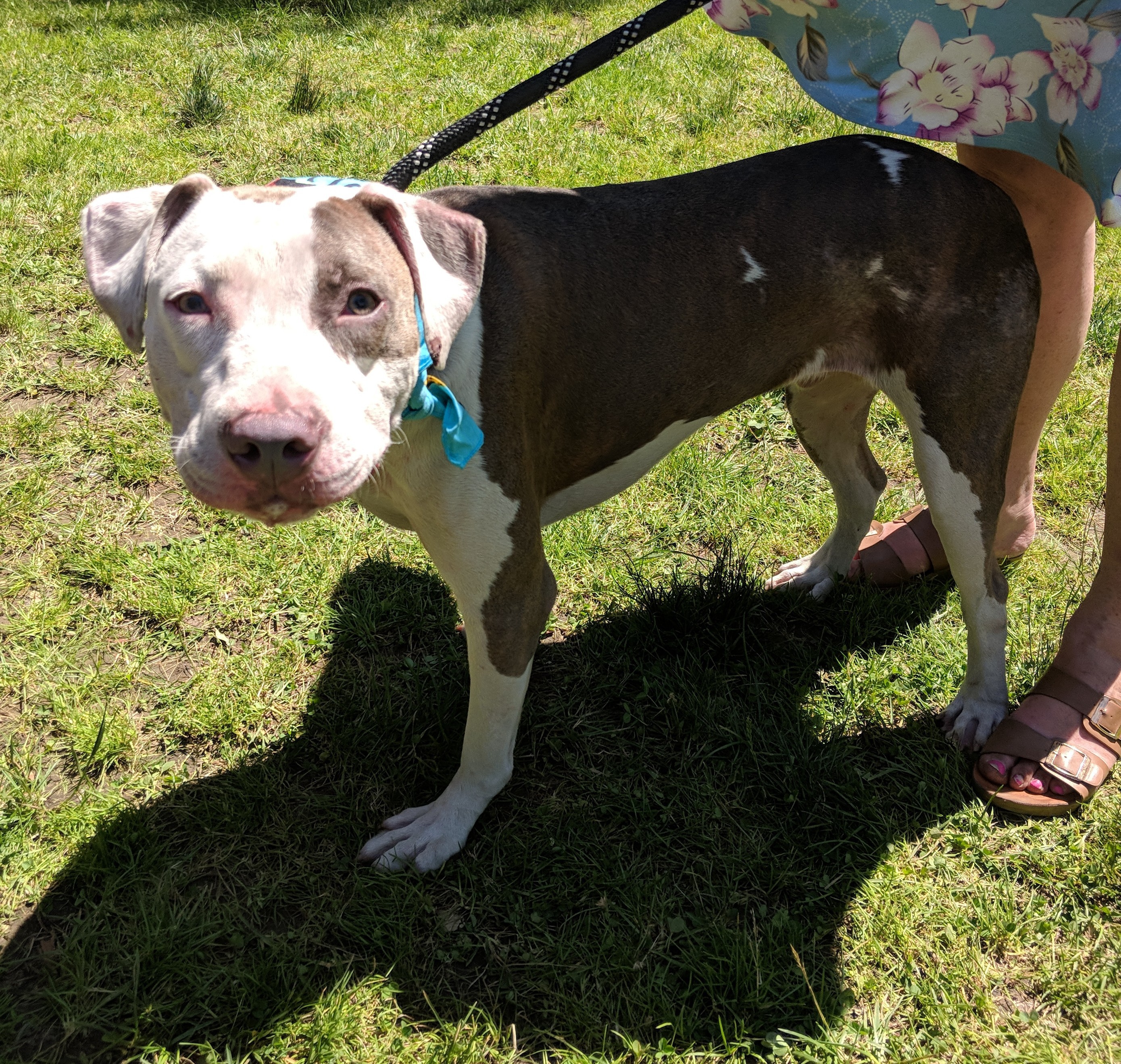 Enlarge Bruno, a Adoptable Pit Bull Terrier in Far Rockaway, NY image 3/6