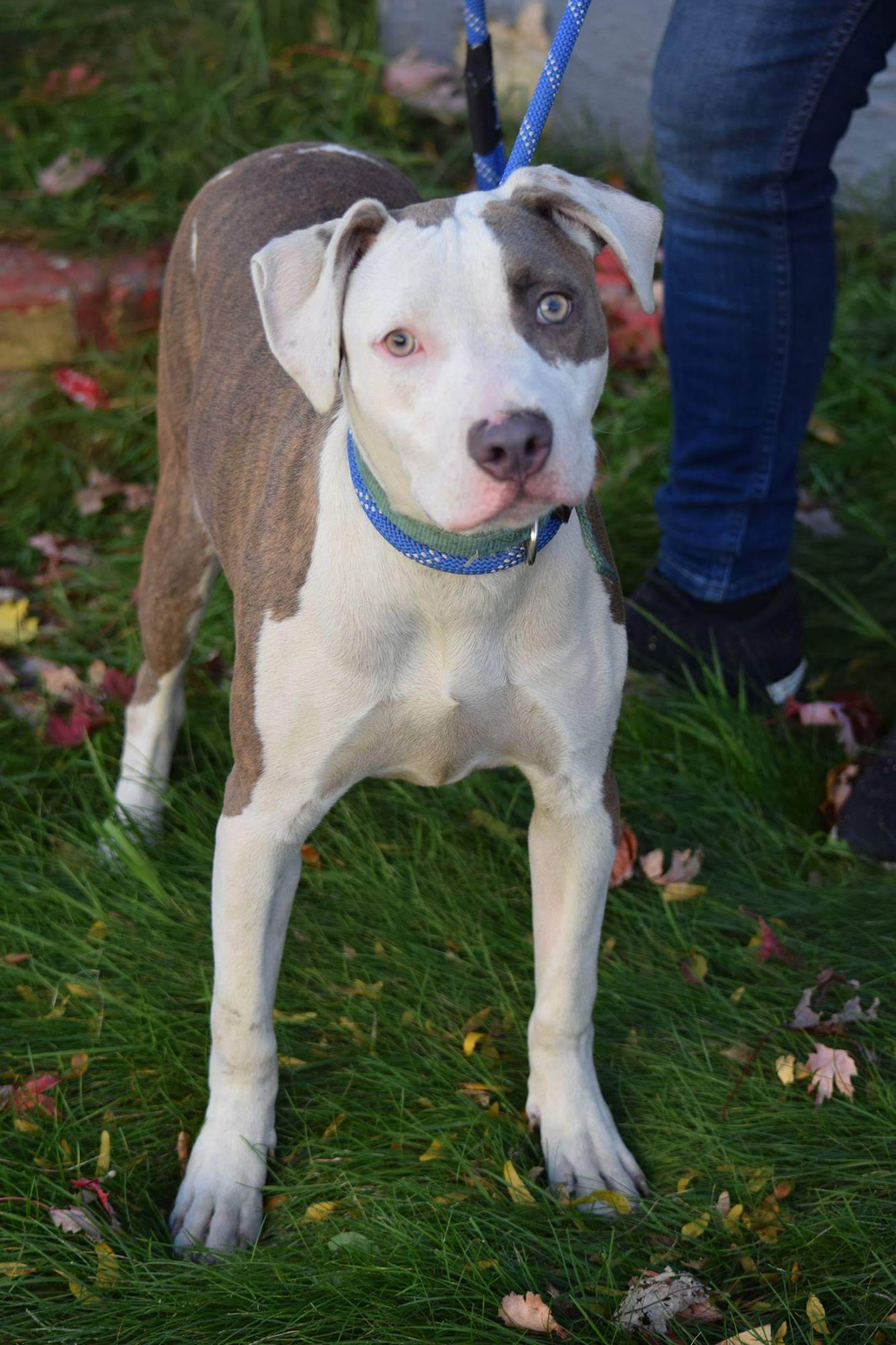 Enlarge Bruno, a Adoptable Pit Bull Terrier in Far Rockaway, NY image 4/6