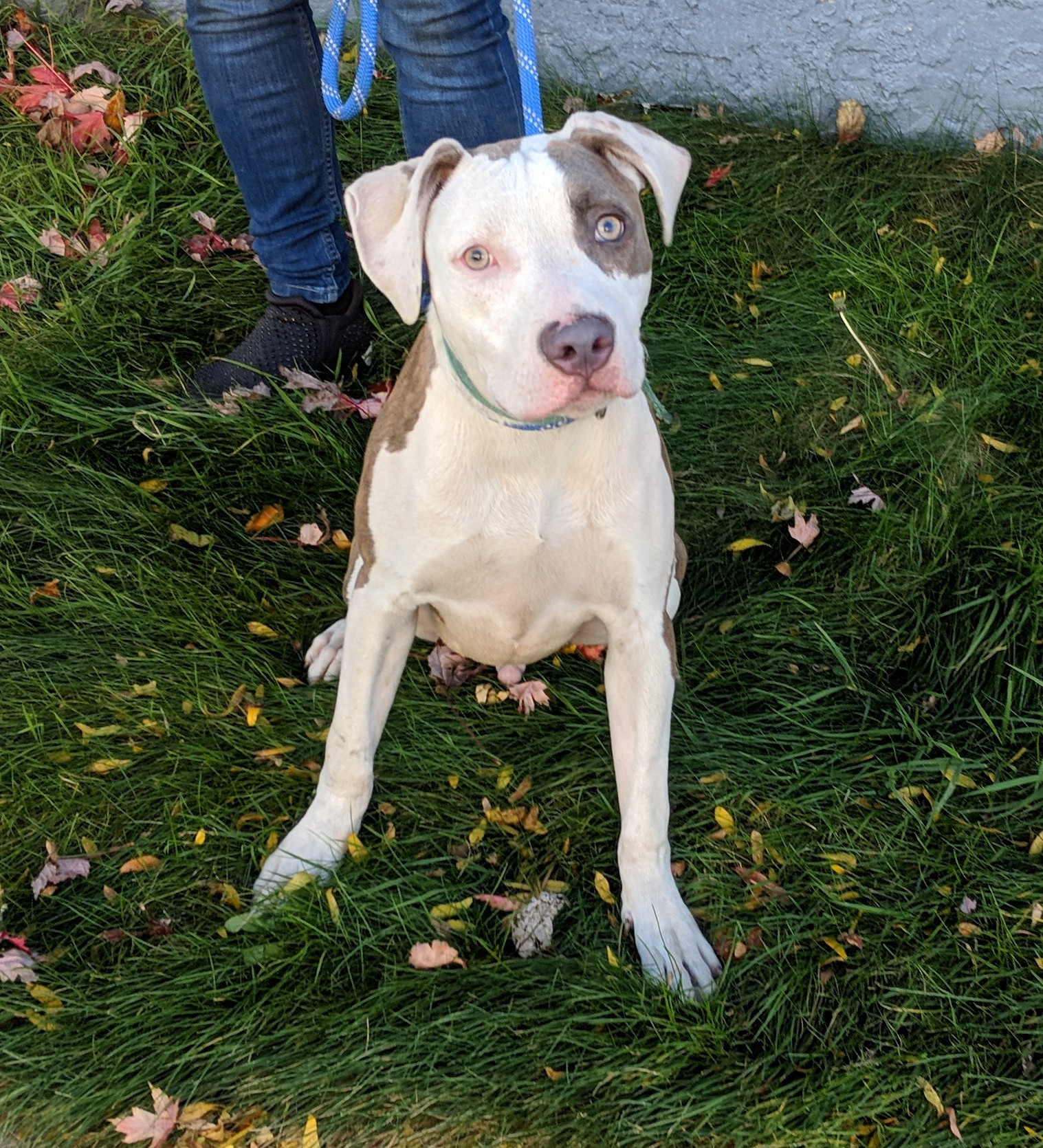 Enlarge Bruno, a Adoptable Pit Bull Terrier in Far Rockaway, NY image 5/6