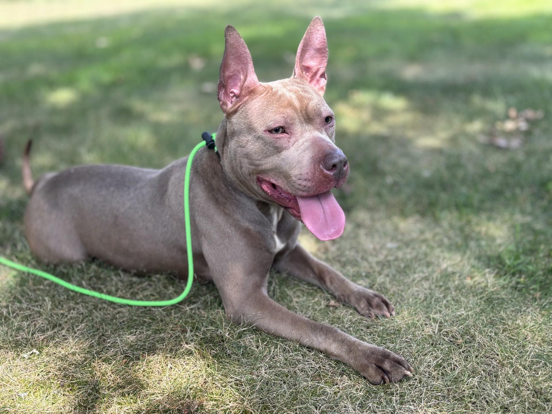 #133 Pepita, Adoptable, Adult Female American Staffordshire Terrier.