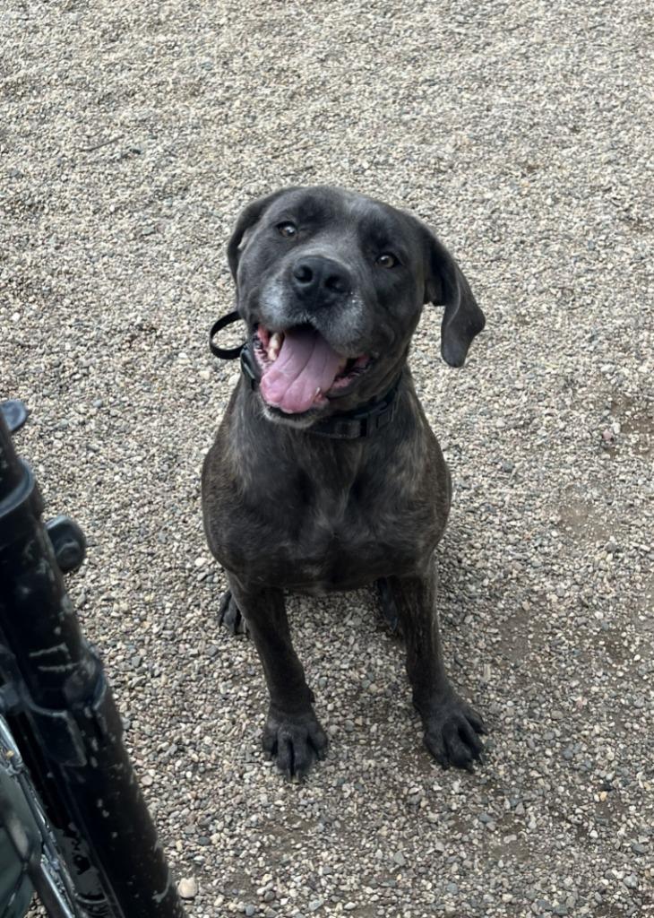 Enlarge Bellatrix, a Adoptable Mixed Breed in Minot, ND image 1/6
