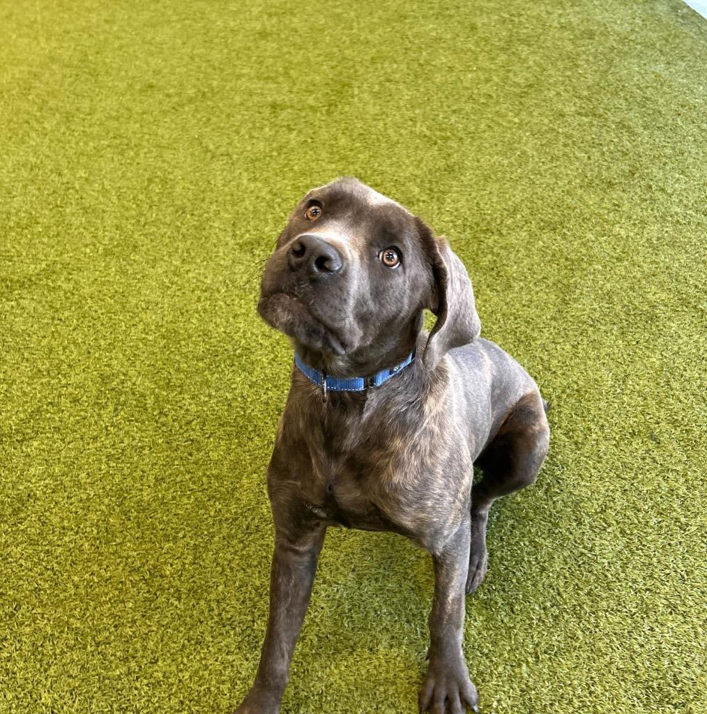 Bellatrix, Adoptable, Young Female Mixed Breed.