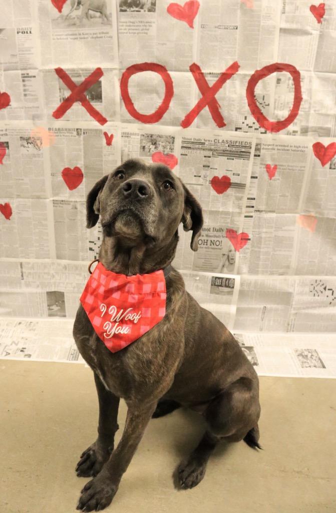 Enlarge Bellatrix, a Adoptable Mixed Breed in Minot, ND image 1/6