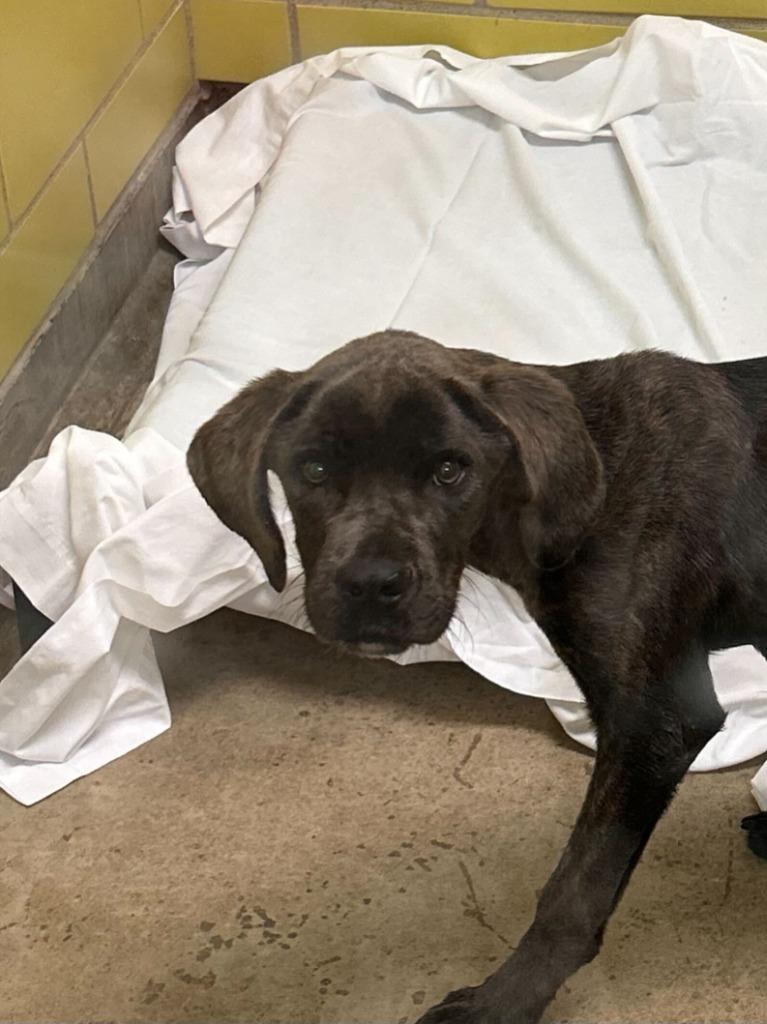 Enlarge Bellatrix, a Adoptable Mixed Breed in Minot, ND image 3/6