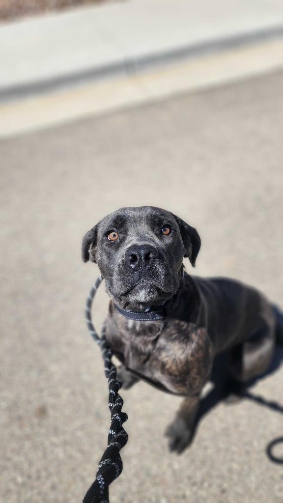 Enlarge Bellatrix, a Adoptable Mixed Breed in Minot, ND image 5/6