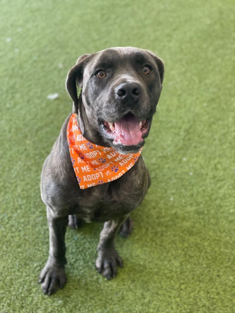 Bellatrix thumbnail 6