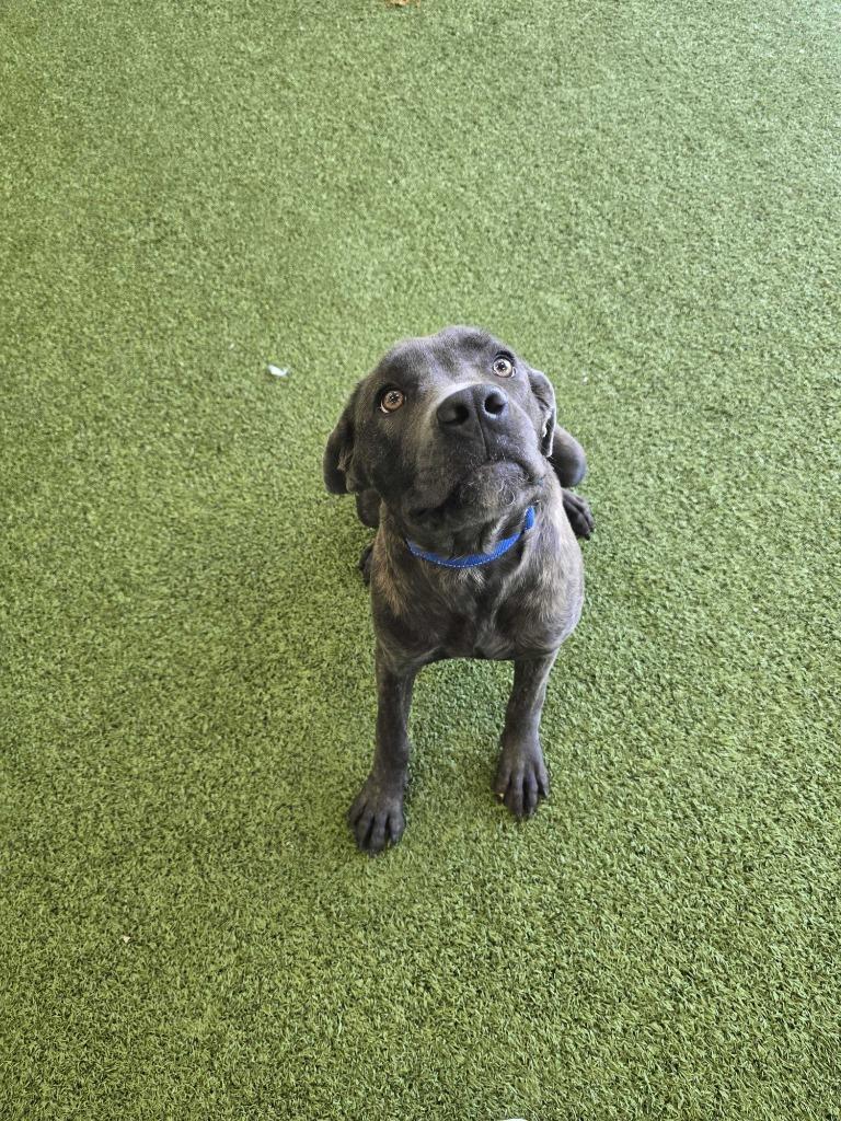 Enlarge Bellatrix, a Adoptable Mixed Breed in Minot, ND image 6/6