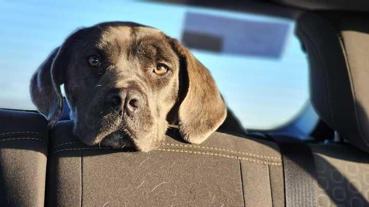 Enlarge Bellatrix, a Adoptable Mixed Breed in Minot, ND image 6/6