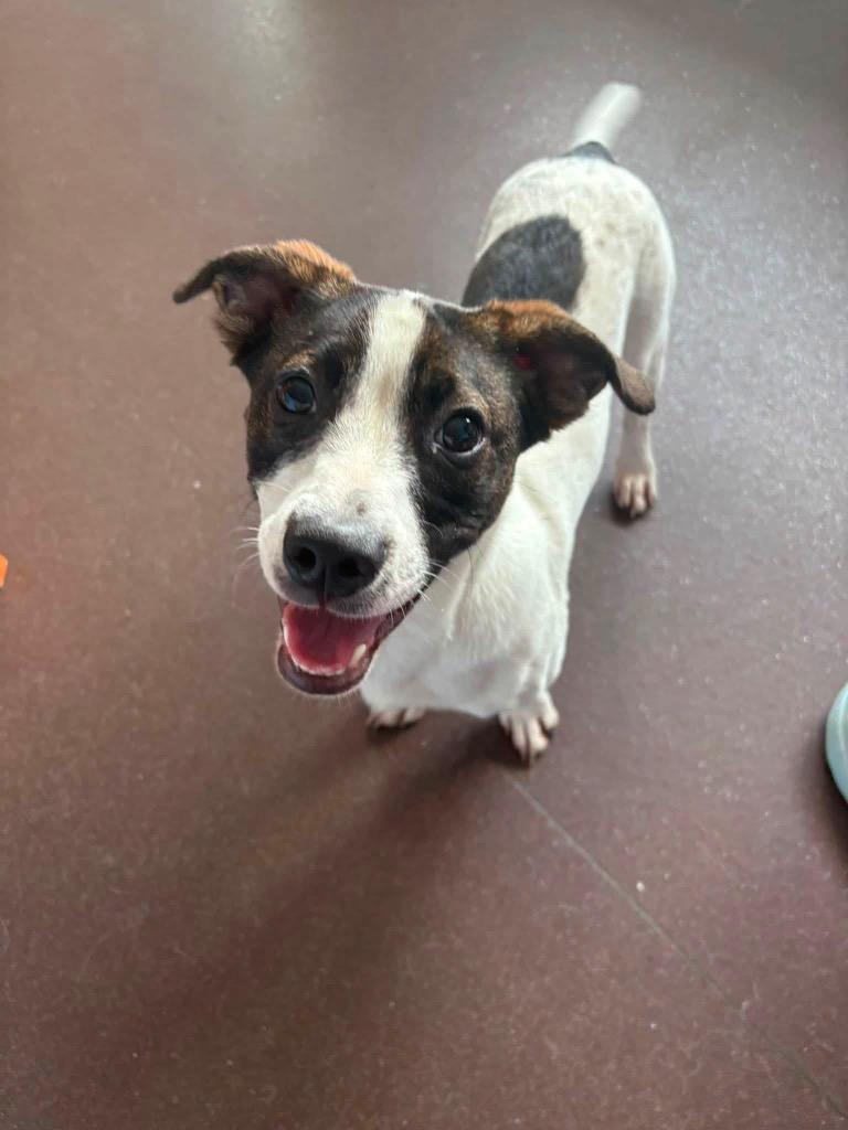 Enlarge Jimmy, a Adoptable mixed breed in Port Jervis, NY image 2/5