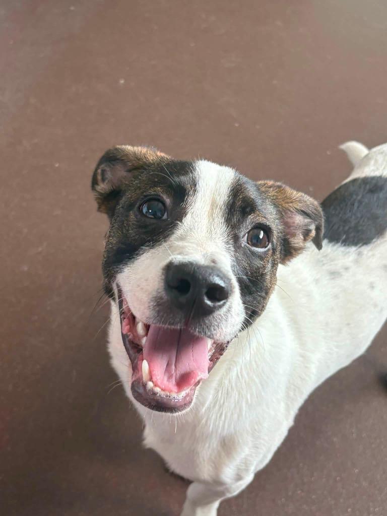 Enlarge Jimmy, a Adoptable mixed breed in Port Jervis, NY image 3/5