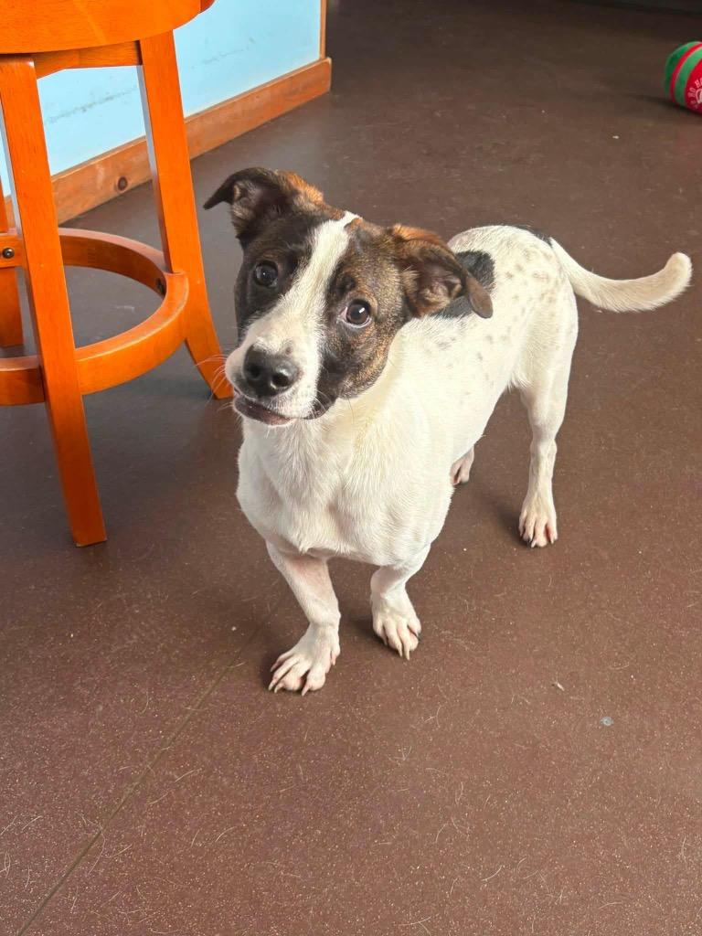 Enlarge Jimmy, a Adoptable mixed breed in Port Jervis, NY image 4/5