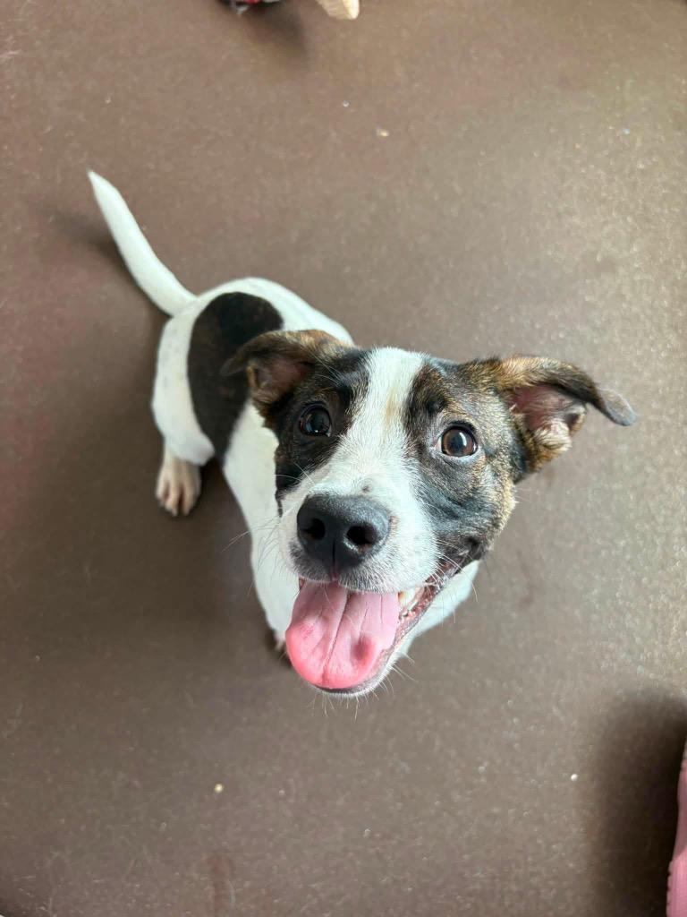Enlarge Jimmy, a Adoptable mixed breed in Port Jervis, NY image 5/5