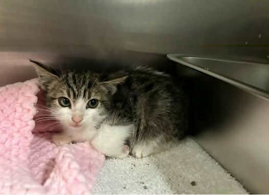 Blizzard, an adoptable mixed breed in Santa Clara, CA image 6/6