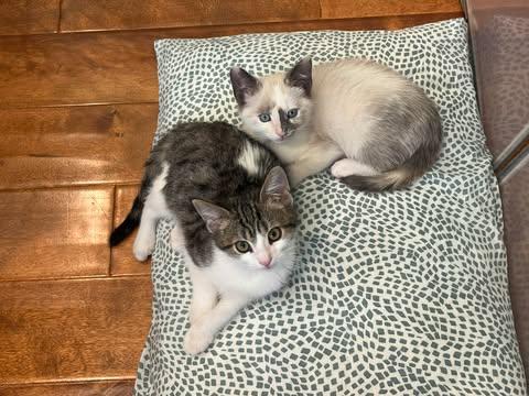 Blizzard, an adoptable mixed breed in Santa Clara, CA image 5/6